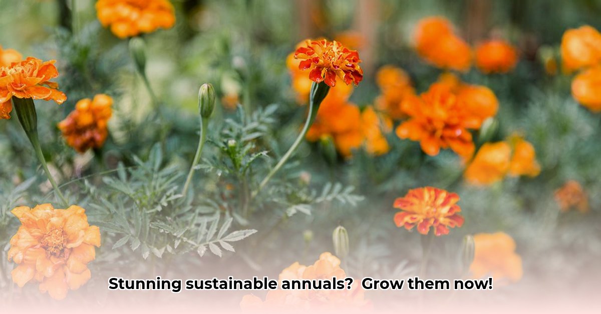 sustainable-gardening-annual-flowers